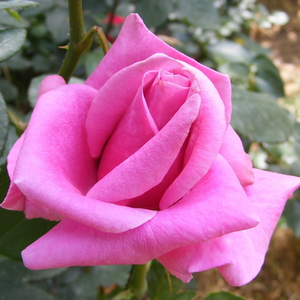 Rosa  Eminence - ljubičasta  - čajevke